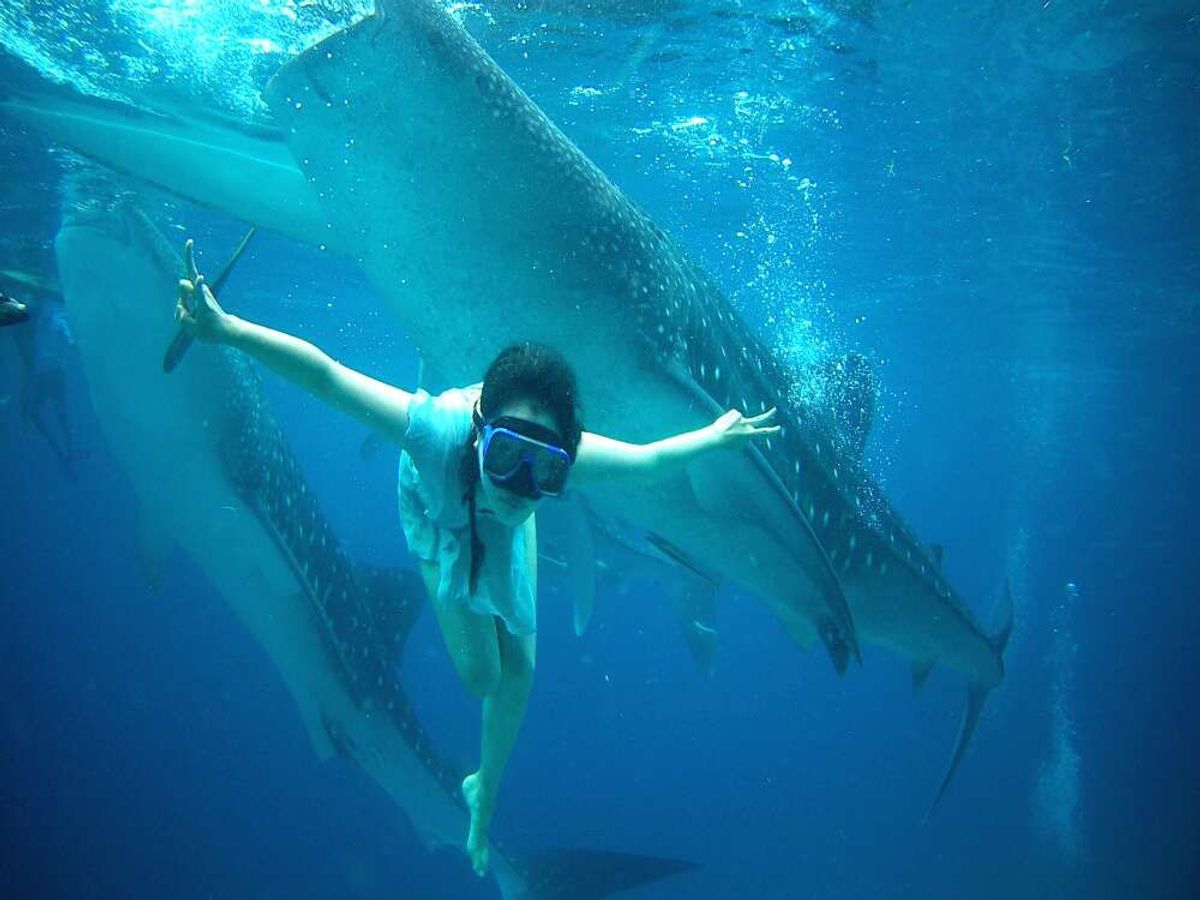 [세부] 오슬롭 고래상어 & 캐녀닝 투어 / 한국어 가이드