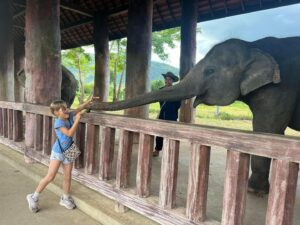 [루앙프라방] 루앙프라방 꽝시폭포 깊쑤키 (Feat.코끼리캠프,깨오폭포,라이스팜카페)